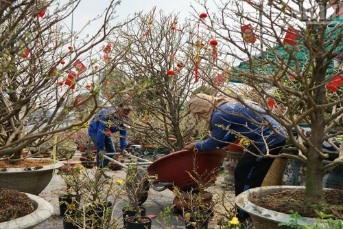 承载着越南传统春节气息的花盆。