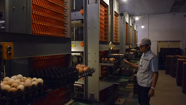 第四次工业革命时代的农场（组图） ảnh 5