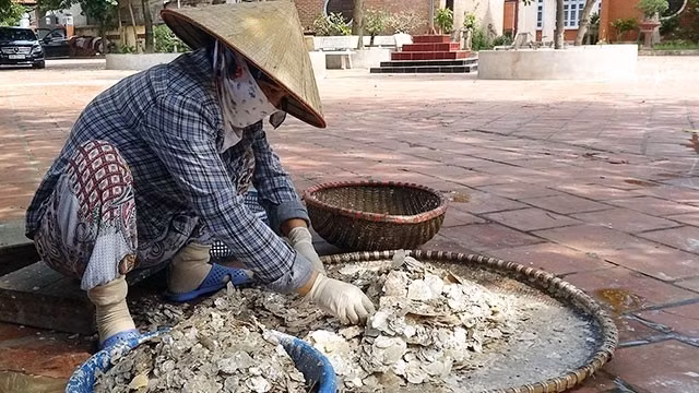处理贝壳制粉。（图片来源：黎碧）