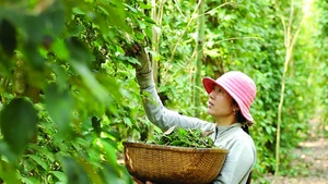 附图：农民收获胡椒。