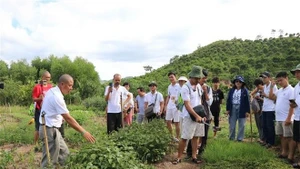 向游客介绍有机农业种植模式。（图片来源：越通社）