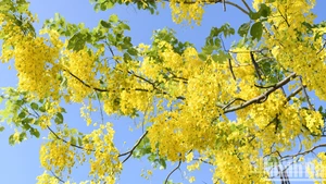 河内西湖金链花迎风绽放 璀璨夺目【组图】