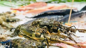 虾类作为越南水产品出口的主力产品。（图片来源：越通社）