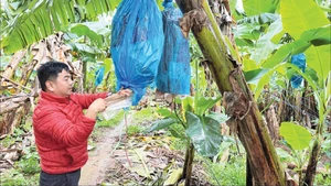 工作人员在安盛康农场农业股份公司种植区照护香蕉园。（明英 摄）