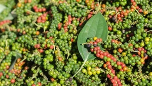 越南胡椒突破每公斤15万越盾，2026年产季有望再创出口新高。