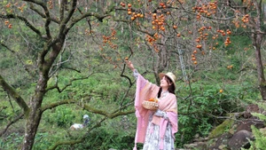 柿子园果实成熟，色泽鲜艳，沿大惠灵山山坡绵延展开。