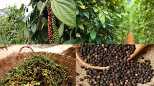 越南胡椒“独占”泰国市场。