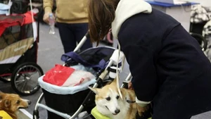 越南宠物市场吸引韩国企业目光。