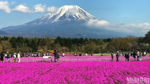 日本仍是最受越南游客青睐的出境游目的地之一。