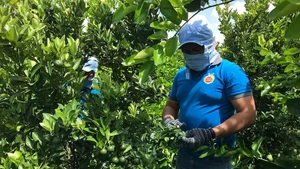 OCOP有机水果合作社采收无籽柠檬。