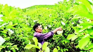 位于北宁省福和乡山谷中的大片番石榴园。（宝龙 摄）