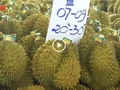 更改榴莲保鲜方式以确保出口品质【视频】