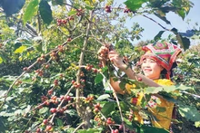 山罗省农民采收咖啡