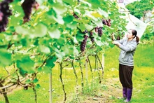 位于北宁省南阳乡的葡萄园。（宝龙 摄）