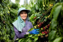 在越南，企业在从种植、加工到可持续消费的咖啡全产业链推进绿色转型。