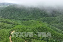 云耕乡的大径材人工林面积由云耕森林检查站负责管理。（图片来源：越通社）