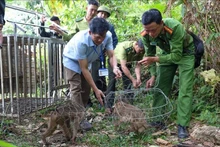 塔董国家公园管理委员会同职能部门配合将4只野生动物放归自然环境。（图片来源：越通社）