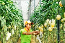 在林同省的网纹甜瓜种植园。（月英 摄）