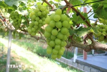 助力越南企业发展绿色、可持续农业。（图片来源：越通社）