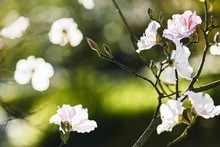 五瓣素白、轻盈柔美的羊蹄甲花是越南西北地区奠边山林最具代表性的花。