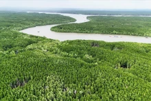 吸引流入森林碳市场的投资。