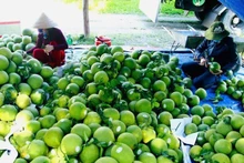 柚子是越南出口农产品中的主打产品。（图片来源：越通社）