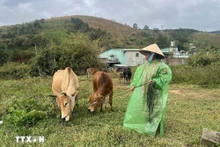 附图。（图片来源：越通社）