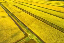 从空中俯瞰金瓯省永美乡的水稻田。（图片来源：越通社）