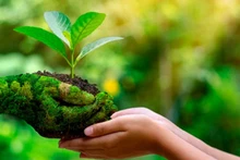 附图。（图片来源：互联网）