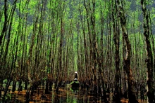开发红树林生态系统的碳信用。