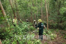 云耕乡的大径材人工林面积由云耕森林检查站负责管理。（图片来源：越通社）