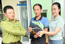 广义省将稀有平胸龟个体放归自然。（图片来源：广义报网）