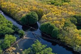 如茶是位于化州坊三江泻湖上的唯一一片原始红树林，距离顺化市中心约10多公里。