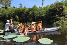 游客乘船探索宝达湿地森林。（图片来源：越通社）