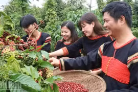 附图：得乐省咖啡产量约占越南全国咖啡总产量的30%。（图片来源：越通社）