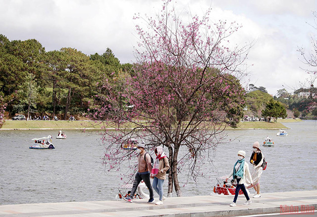 大叻充满春天色彩(组图) ảnh 4 大叻充满春天色彩(组图) ảnh 4