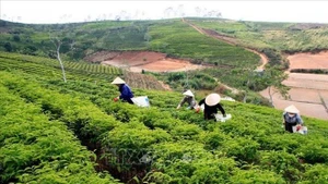 截至2025年，全省茶树种植面积仅剩约1.2万公顷。（图片来源：越通社）