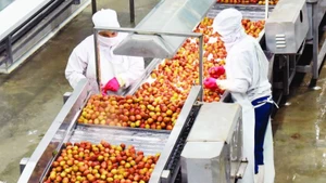 宁平省童瑶出口食品股份公司的水果加工活动。（陈庆 摄）