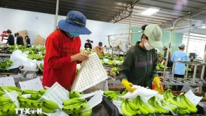 附图。（图片来源：越通社）