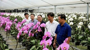 附图：河内发展高科技花卉种植模式迈向绿色农业和应对气候变化。