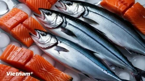 附图：越南是挪威三文鱼出口增长最快的东南亚市场。（图片来源：越通社）