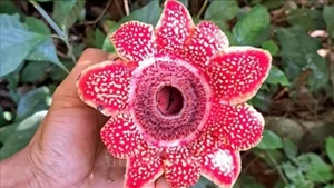 风芽-盖板国家公园发现濒危花种——寄生花。（图片来源：越通社）