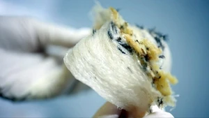 附图：燕窝收获。（图片来源：越通社）