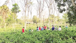 巴维乡村农场等生态旅游模式越来越受到游客的欢迎。
