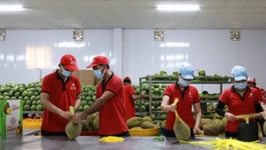 Vina T&T公司的新鲜水果出口活动。