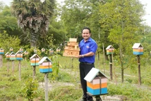 安江省泰山坊的年轻人阮忠成成功开展无刺蜂养殖模式，获得可观收入。（图片来源：越通社）