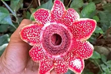 风芽-盖板国家公园发现濒危花种——寄生花。（图片来源：越通社）