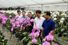 附图：河内发展高科技花卉种植模式迈向绿色农业和应对气候变化。
