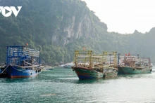 解除IUU“黄牌”警告：广宁省坚决打击非法捕捞行为。（图片来源：VOV）