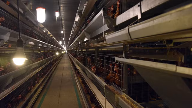 第四次工业革命时代的农场（组图） ảnh 3